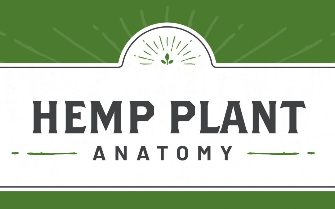 Hemp Plant Anatomy: The Whole Plant