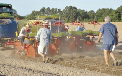 Local Farmers add Hemp to Acreage