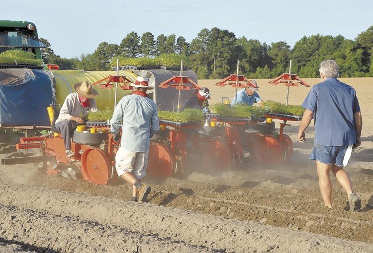Local Farmers add Hemp to Acreage
